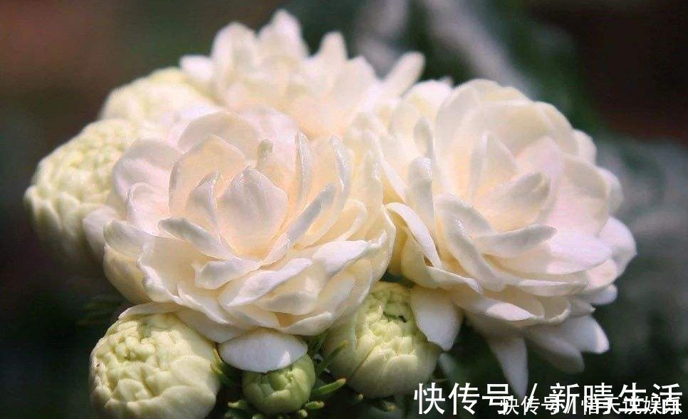 极品|茉莉中的极品，比栀子香10倍，庭院养一株，香飘满园，不种后悔