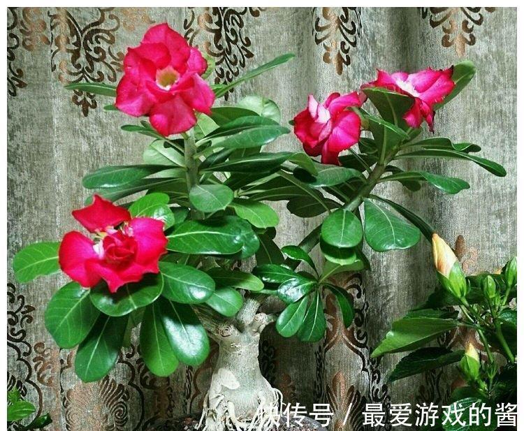 5种漂亮花，冬天爱睡觉，少水缺粮多晒晒才能长得好