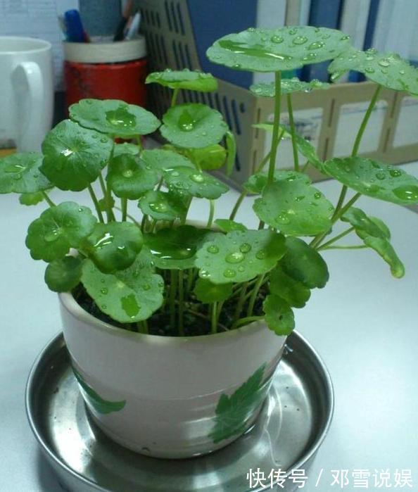 扛把子|在家盆栽5种植物,无需人为打理,是名副其实的''扛把子''