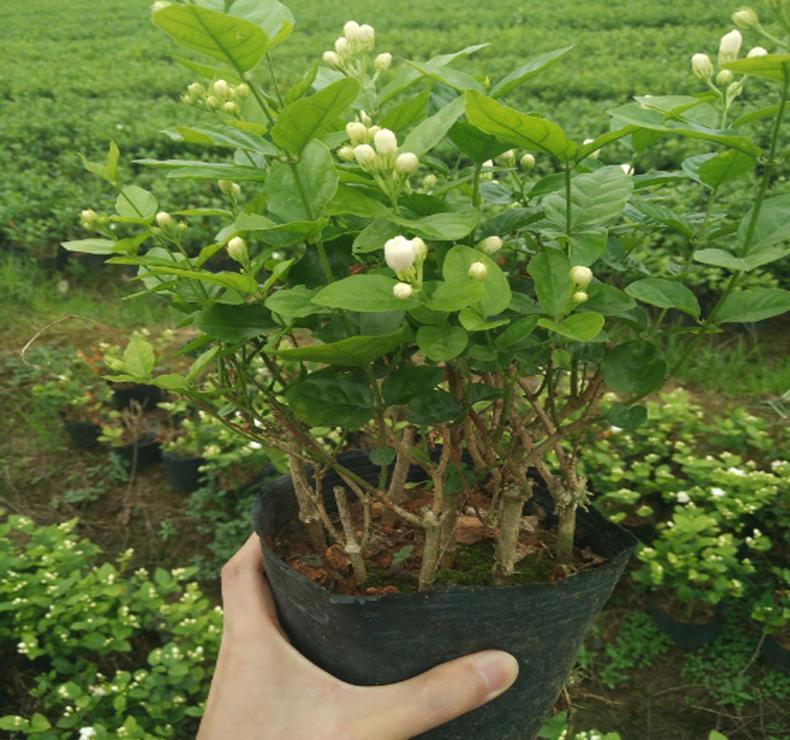 养茉莉,首先搞清楚这些习性,才能花开爆盆