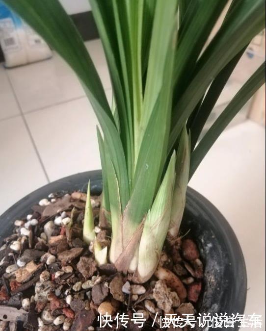 嗖嗖|养兰花“第一步”,做好了,花箭嗖嗖冒,越长越顺利