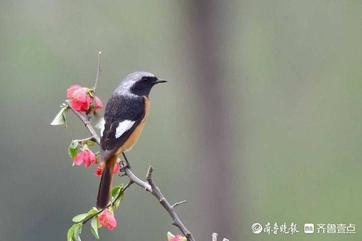 北红|灵秀又萌动！济南大明湖飞来北红尾鸲，枝头眺望好不惬意