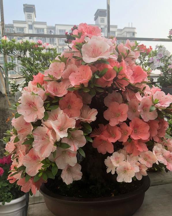 也别|残忍的“杜鹃花”,20年的“功力”,偷砍做干花,见到也别买