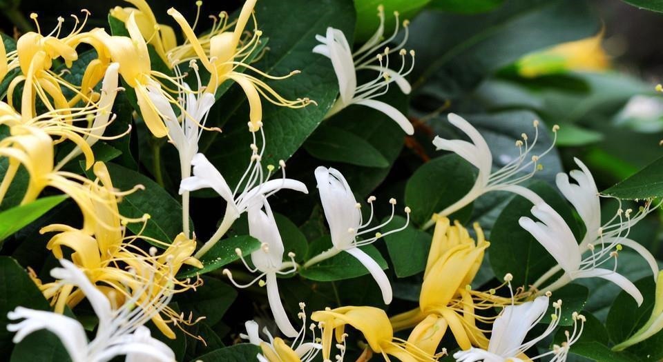 金枝玉叶|命里“多金”的5种花,寓意好又贵气,家里养一盆,带来好运气