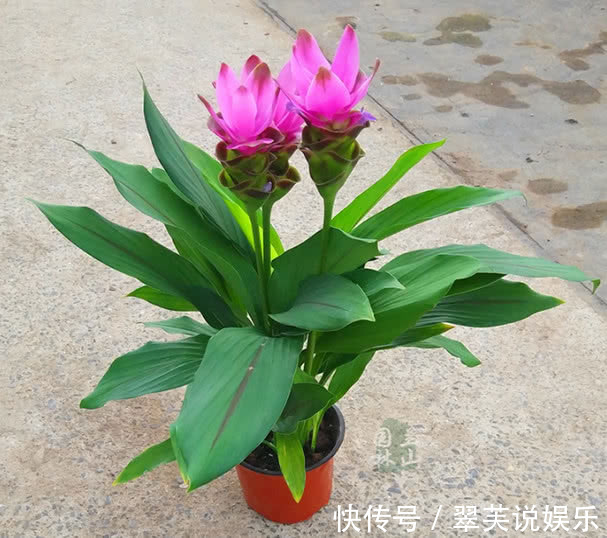 “姜”开花如此美丽!一个小盆种出来,扔花盆就活,漂亮又好养