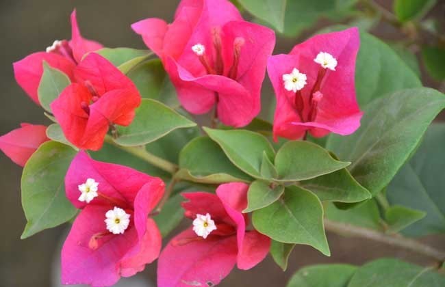 三角梅出现不开花,用1“小技巧”,开花多,天天有花赏!