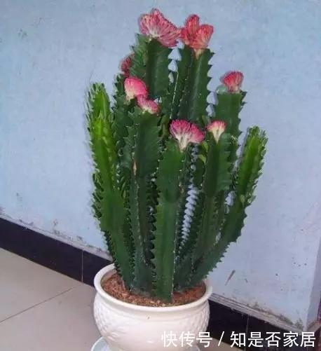 4种花要穷养,种在沙土中最好,花友:谁都能养活