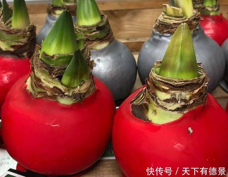 想养朱顶红,避开“2个坑”,买到对版的,年年能开花