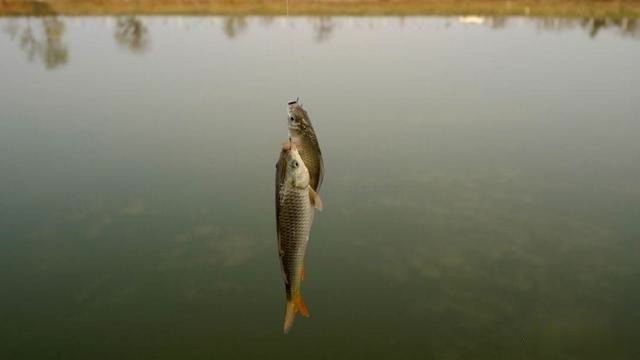 “调平水钓2目”为啥如此受钓友欢迎它有几大特点,看完就想学