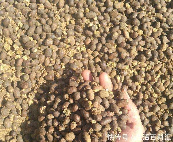 养分|羊粪养花好?3个害处不知道,越养越心烦,还很容易养死