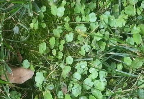 除草剂|绿萝算啥，养盆“铜钱草”，招财又好养，“泛滥成灾”怎么办