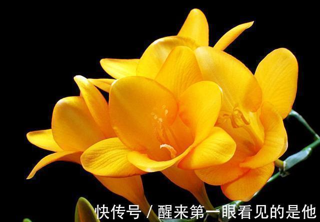 郁金香郁金香|4种花超受欢迎的，四季开花不断，阳台变成小花园，漂亮好养