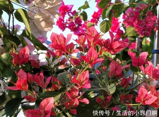 三角梅不开花,变“刺头”,教你2招拔出刺,满枝全是花球!