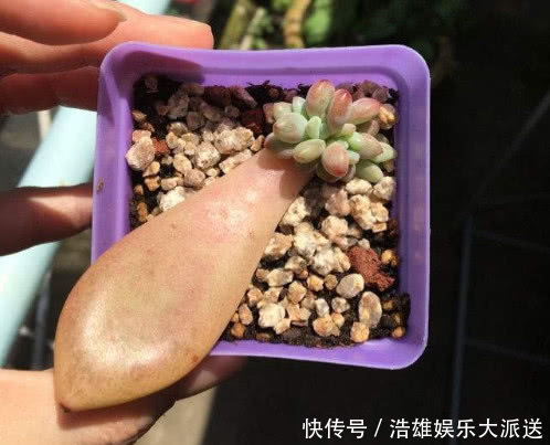 多肉|多肉奥普琳娜如何叶插教你3个小步骤，不仅快速生根越长越茂盛
