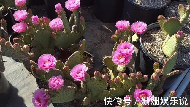 煞气|3种“丑花”,长得不怎么样,却能旺运镇宅,关键还好养