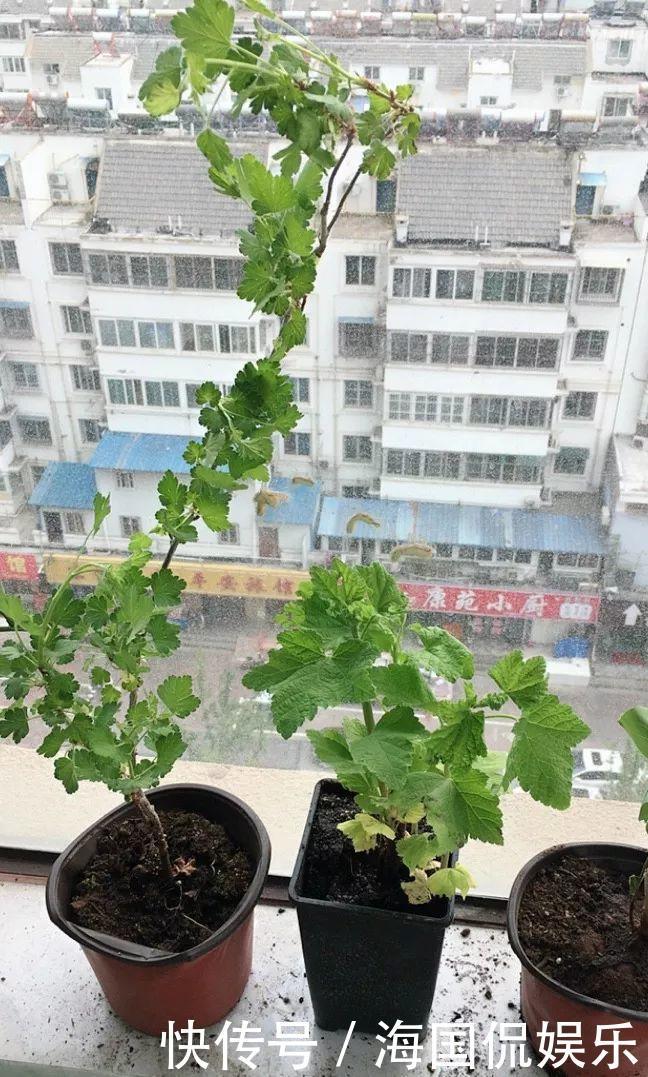 适应能力|盆栽一棵小果树,结出一串红果果,全家人吃不完!