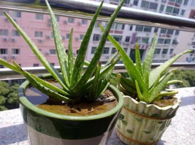 芦荟黄叶还烂根，大多浇水没浇对，四季这样浇水，反而长得更好