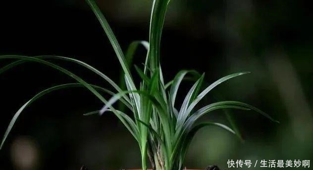 养好兰花的口诀,书本上学不到的经验,喜欢就收藏吧!