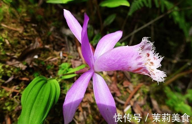 5种罕见植物，只长一片叶子一根茎，价值却很珍贵早看早知道