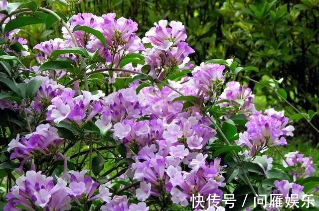 1种花1年能长4米高,花开1000朵,从来不生虫,花还能当蒜吃!