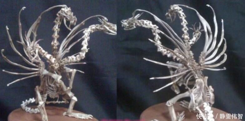 小沙发|万物皆可手办,知了做出异形的感觉,小龙虾壳变身恶魔龙