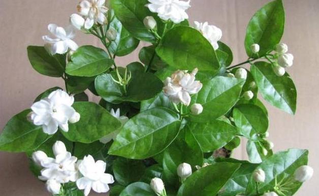 养茉莉花,用什么“土”最合适,特别是新手,这一点一定要注意