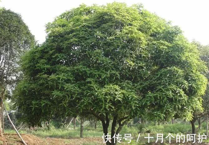 在农村院子里适合种植这五种树,养人镇宅!