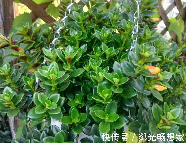 金鱼吊兰这么养，1年四季都能开花，小金鱼噗噗冒！