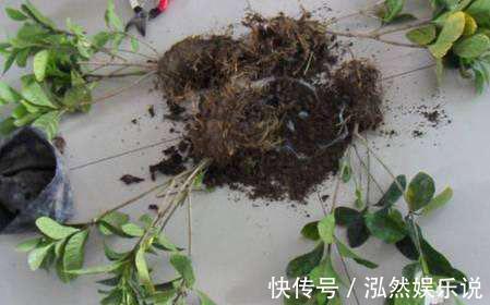 花苞|新买的盆栽养不活排除5个“雷”，养一盆旺一盆