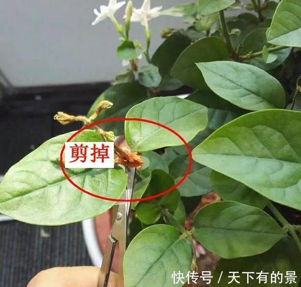  植物|养花杀手的臭毛病，怪不得养啥都死