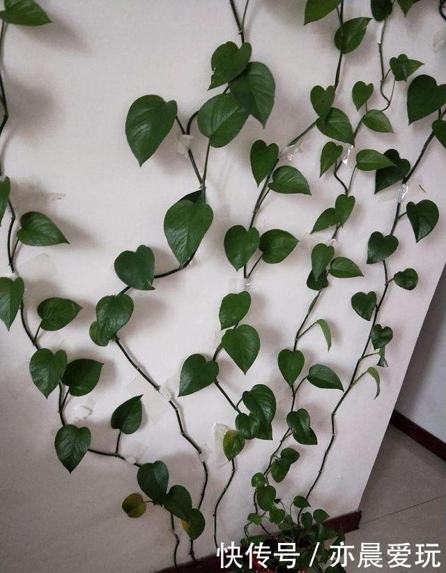 枝叶茂盛|绿萝过冬“三要点”,顺利过冬,枝叶茂盛,越长越旺