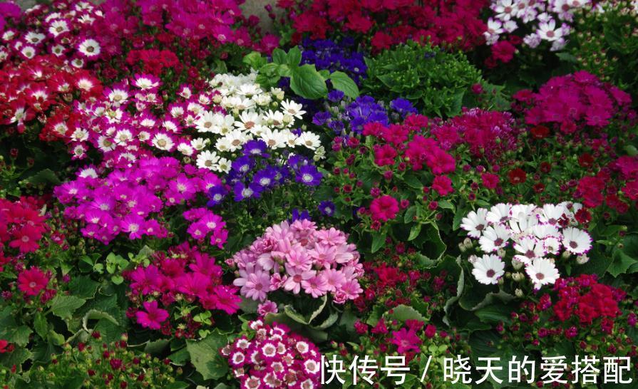 漂亮|3种漂亮花,9月喂点大补肥,新叶新芽一起长,开花一茬接一茬