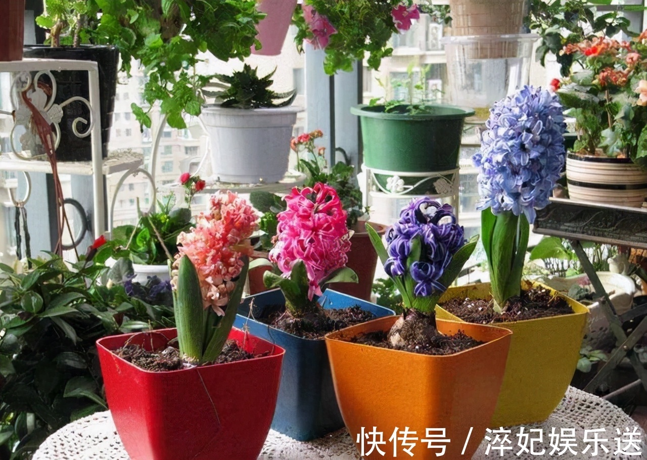 养花|奶奶对我说卧室别养5类花,仔细想想,不是迷信,而是真的有道理