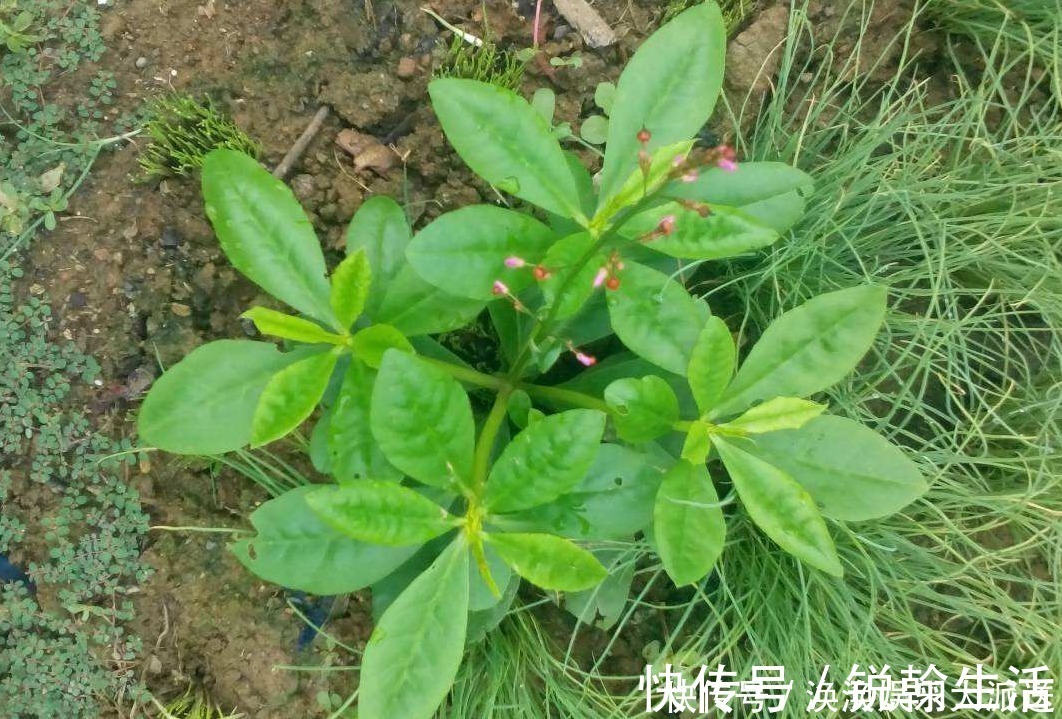 农村|农村遍地都是“土人参”，不仅招财，还是高档的补品，却经常被踩