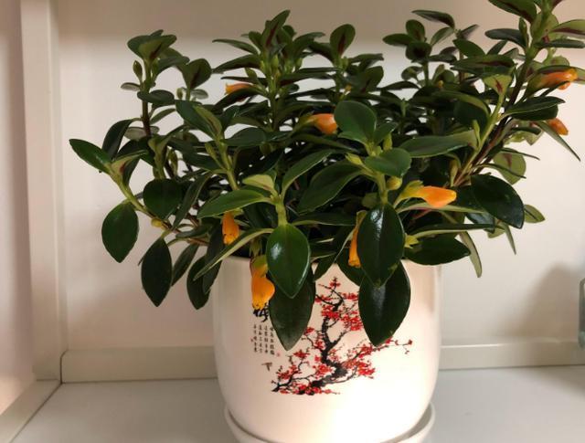 花土|入冬后，怎么养好金鱼花注意前4点就能叶片油绿、花开满盆
