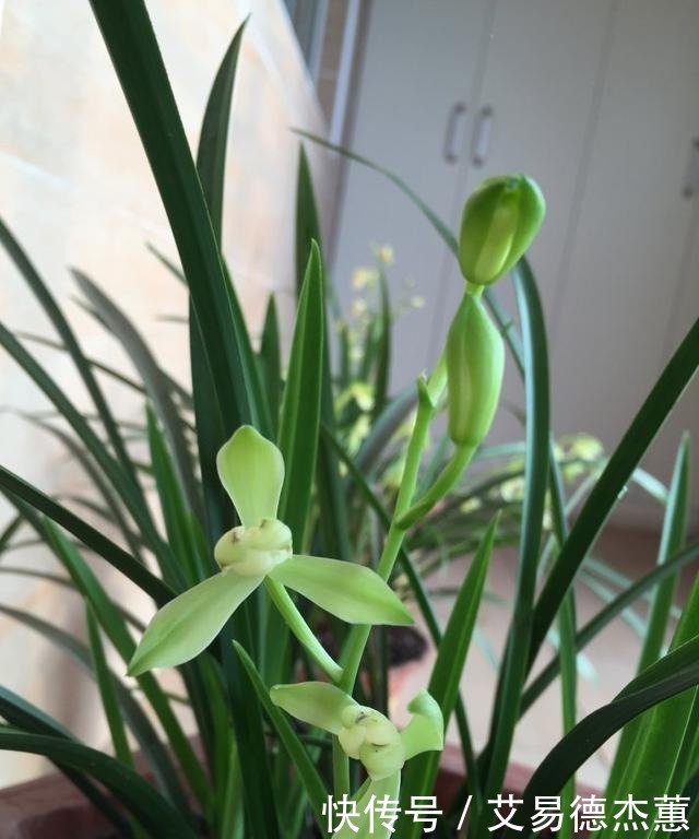 适合新手养的兰花,价格便宜,好养易成活,多季开花,芳香四溢