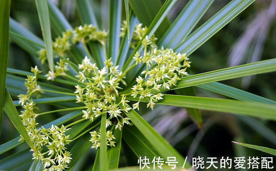 水竹|文竹和水竹的区别,养护要注意哪些地方