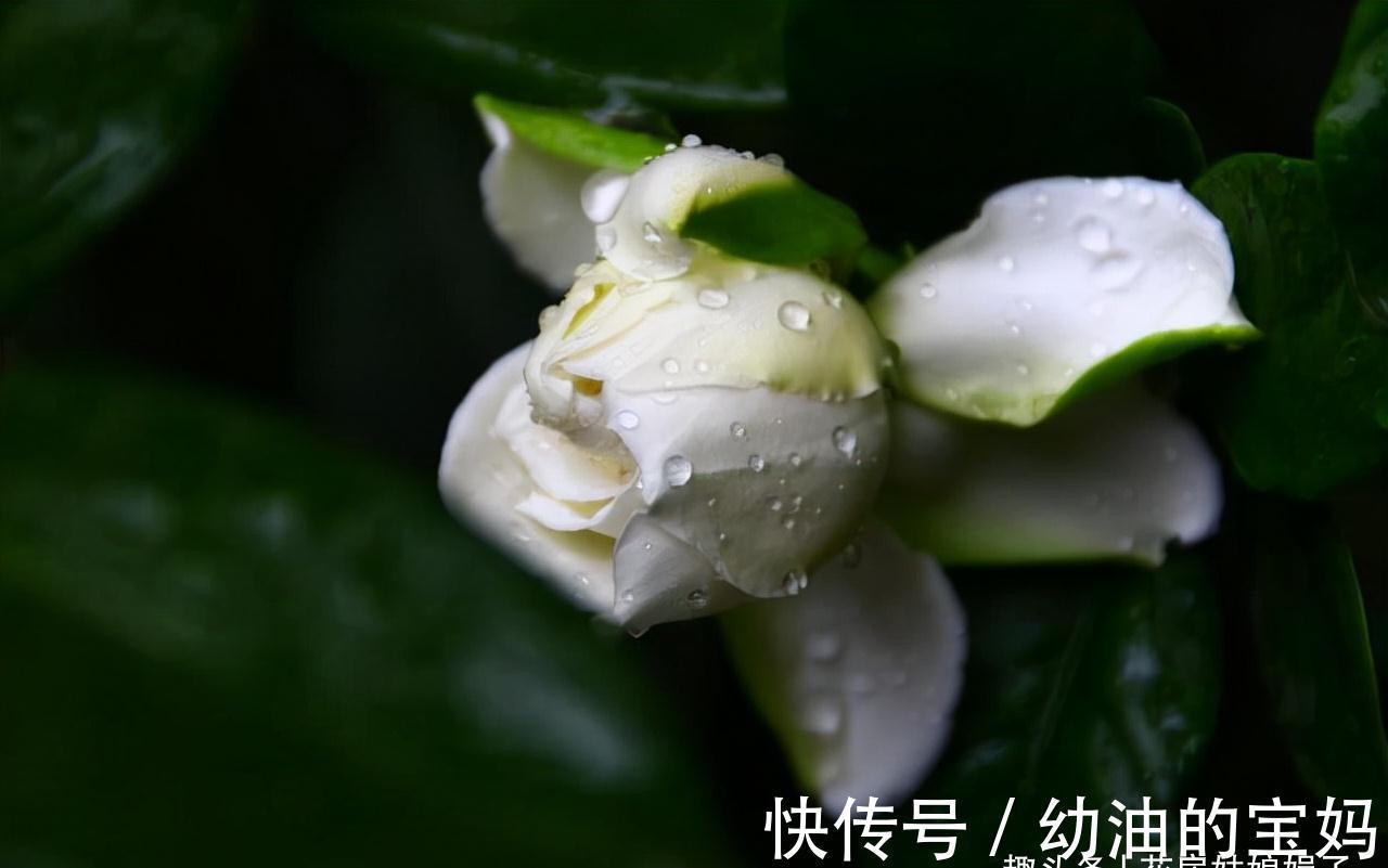 买花时不要合了眼缘就买回家,这8种花不好养,新手还是放弃吧