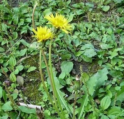 安眠药|此菜是天然的安眠药,而且,还可预防感冒