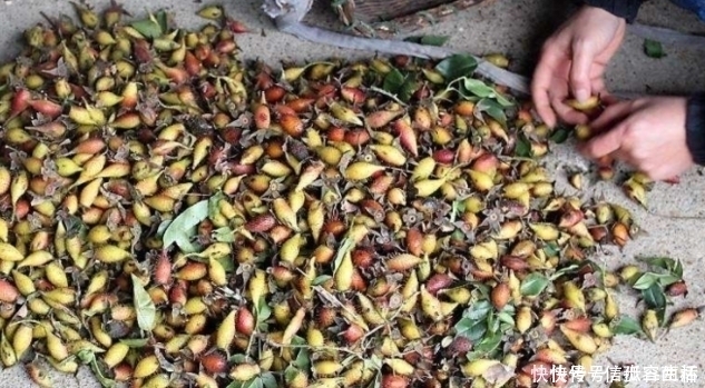 野果|長滿刺的紅色野果，很多人視而不見，殊不知已賣到50元一斤