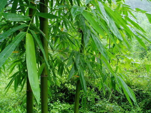 名叫竹，并非竹子，却也一样吉祥美观的植物