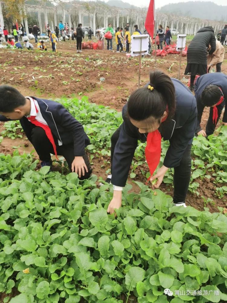 同学们|长干小学学生：我的白菜长大啦 我的园子我的菜 珍惜粮食自己采