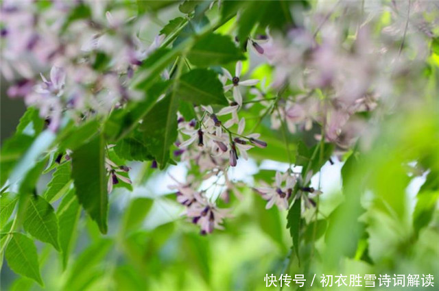 晚春花信风之楝花六首 蔌蔌清香细 又见春光到楝花 全网搜