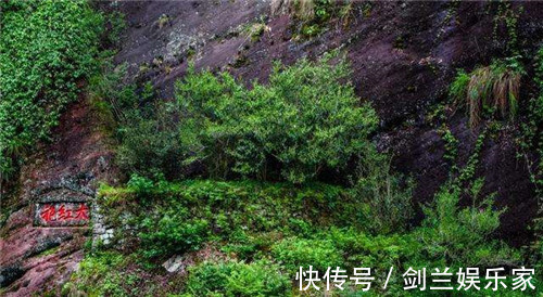 大红袍$中国价格最“贵”的两棵树一棵配备24小时警卫,一棵投保1个亿