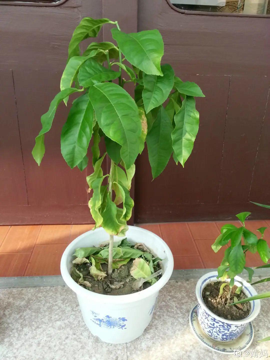 玉米棒子插盆里,7天冒出小森林,比绿萝吊兰好看