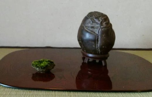 山野草，也高雅！