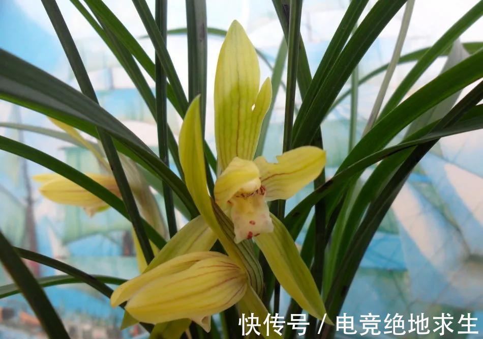 春兰开花了，几点养护建议送给你，照做花后春兰更美丽