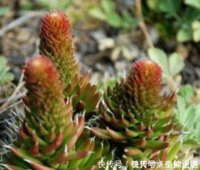 房神|几十年的老瓦房，房顶都爱长“多肉”，看见别拔了，很难得！
