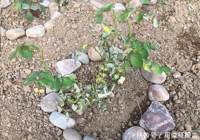 月季地栽莫大意,这3点不注意很容易挂!月季地栽莫大意,这3点不注意很容易挂!