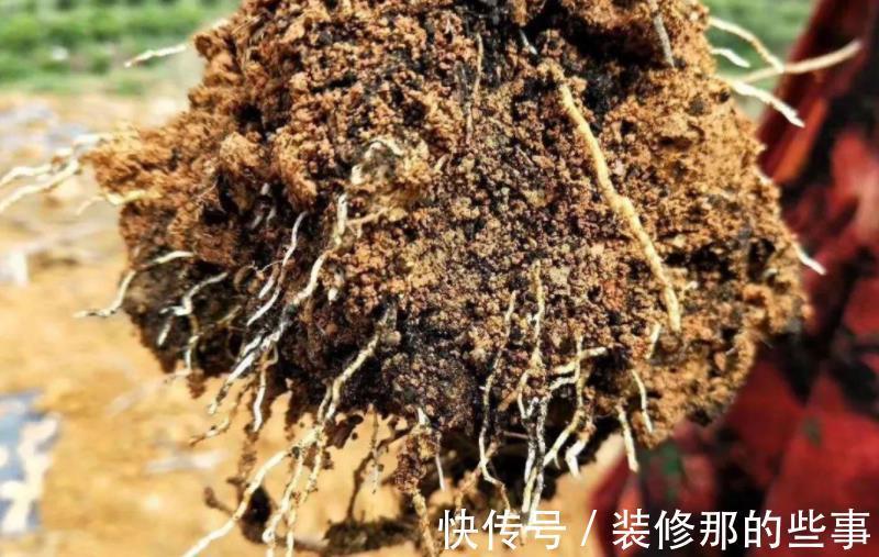 植物|发酵后的羊粪养花,干用和湿用效果不同,而很多人不懂